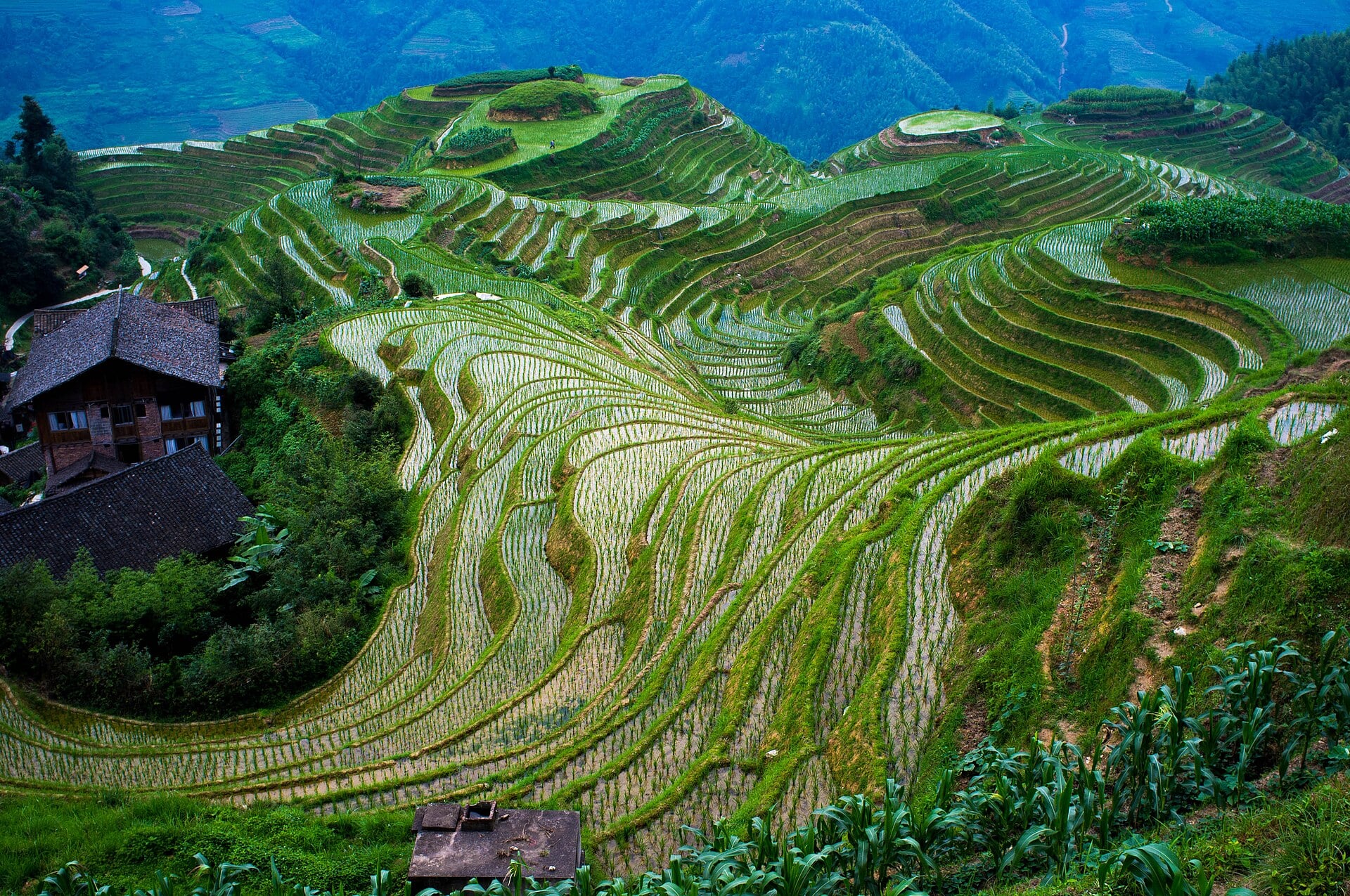 Stepped rice terraces covering the mountains at Longji